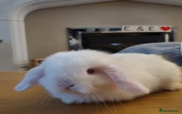 Mini Lop rabbits for sale: 3 lovely mini lop rabbits - Image 4