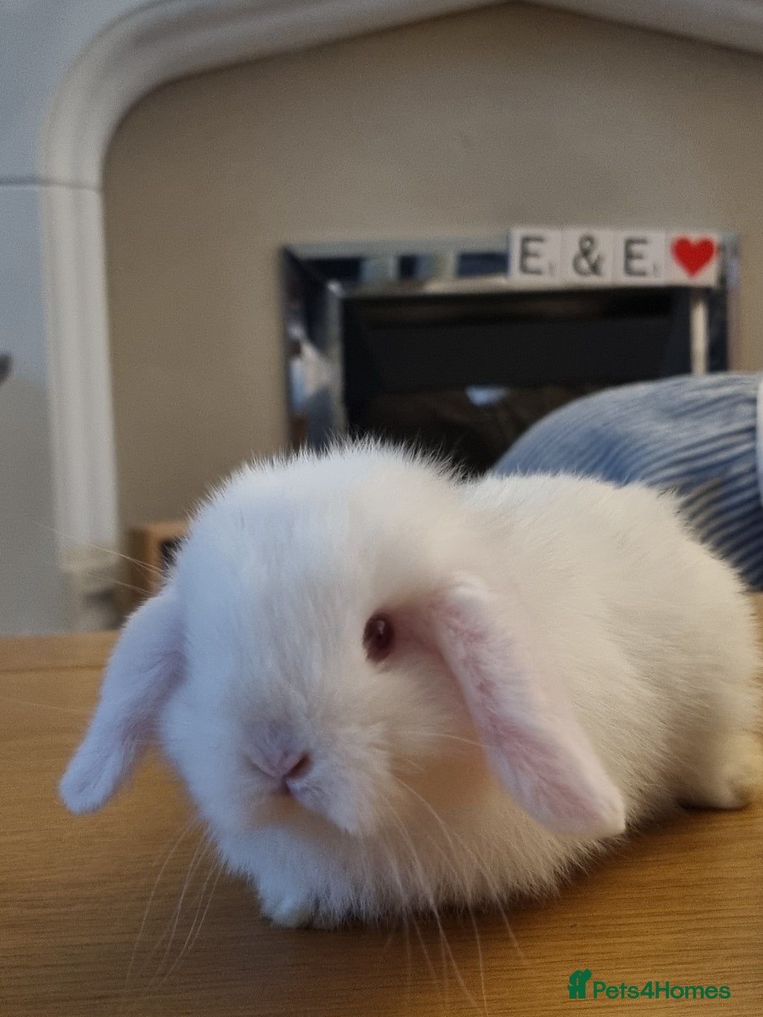 Mini Lop rabbits for sale: 3 lovely mini lop rabbits - Image 4