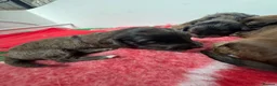 Doxiepoo dogs for sale: Ready 6th October 2 girls 2 boy Doxiepoos  - Advert 23