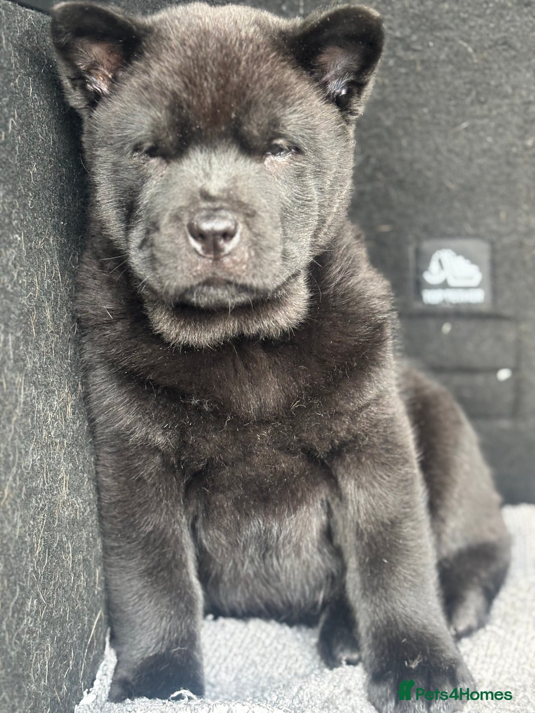Chow Chow dogs for sale: REDUCED PRICE Chow chow pups mixed  coats  - Advert 5