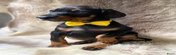 Dobermann dogs for sale: KC REGISTERED DOBERMAN PUPS - Advert 11
