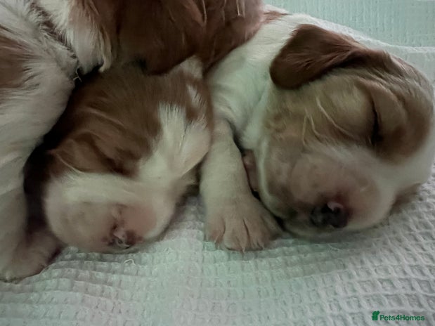 Welsh Springer Spaniel dogs - Advert 1