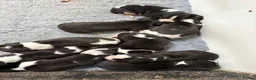 Whippet dogs for sale: Whippet pups  in Abergavenny - Advert 6