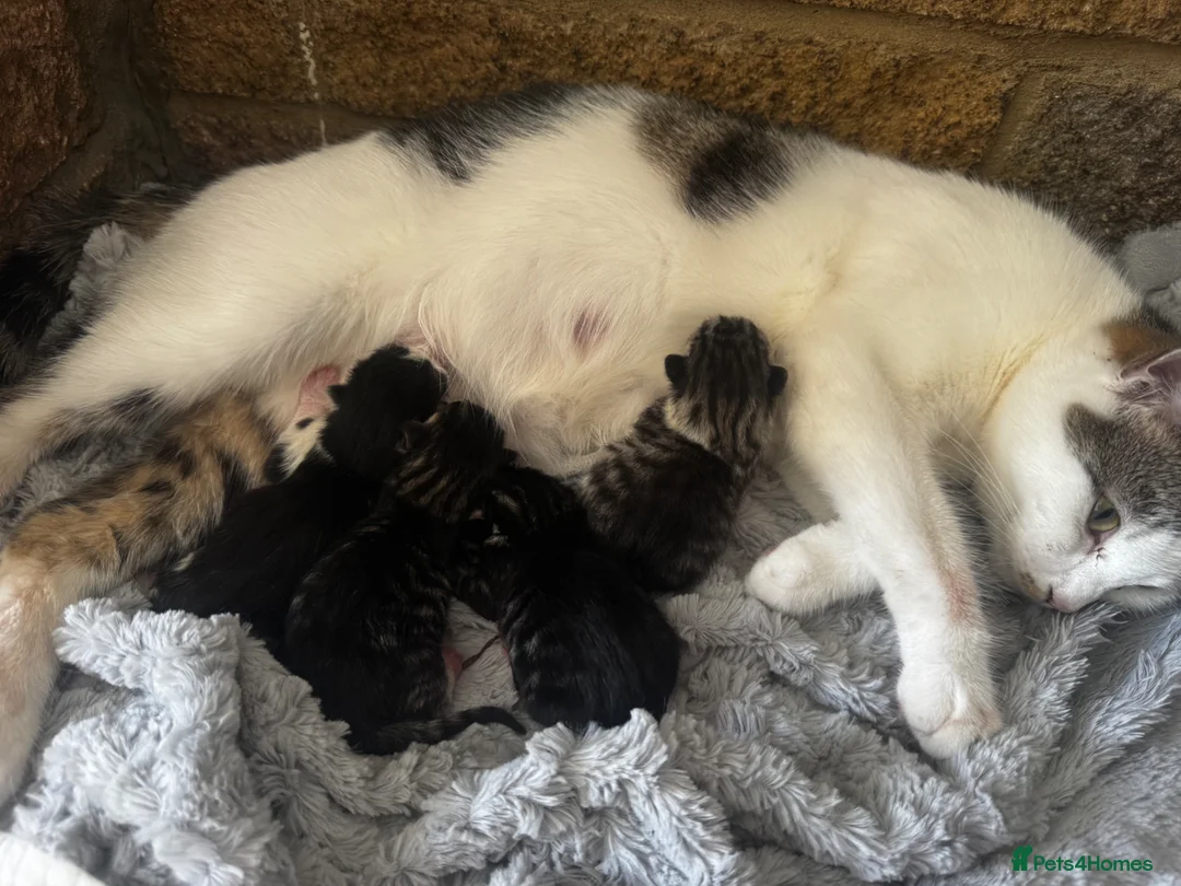 Mixed Breed cats for sale: Kittens available 2 males 2 females - Advert 1