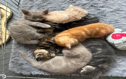 Maine Coon cats for sale: 7 Maine Coon x Bengal kittens - Image 16