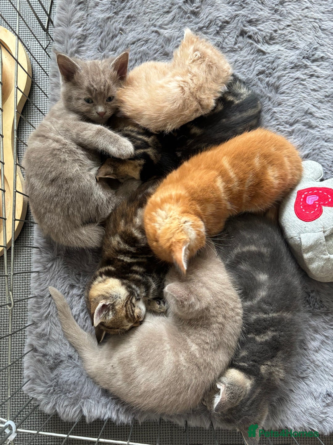 Maine Coon cats for sale: 7 Maine Coon x Bengal kittens - Image 16