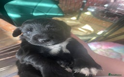 Mixed Breed dogs for sale: Cocker Collie puppies  - Image 20