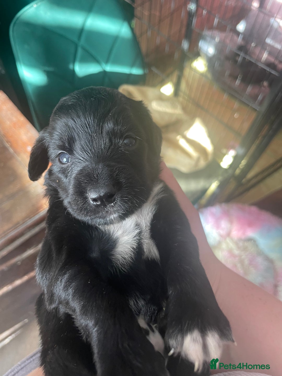 Mixed Breed dogs for sale: Cocker Collie puppies  - Image 20