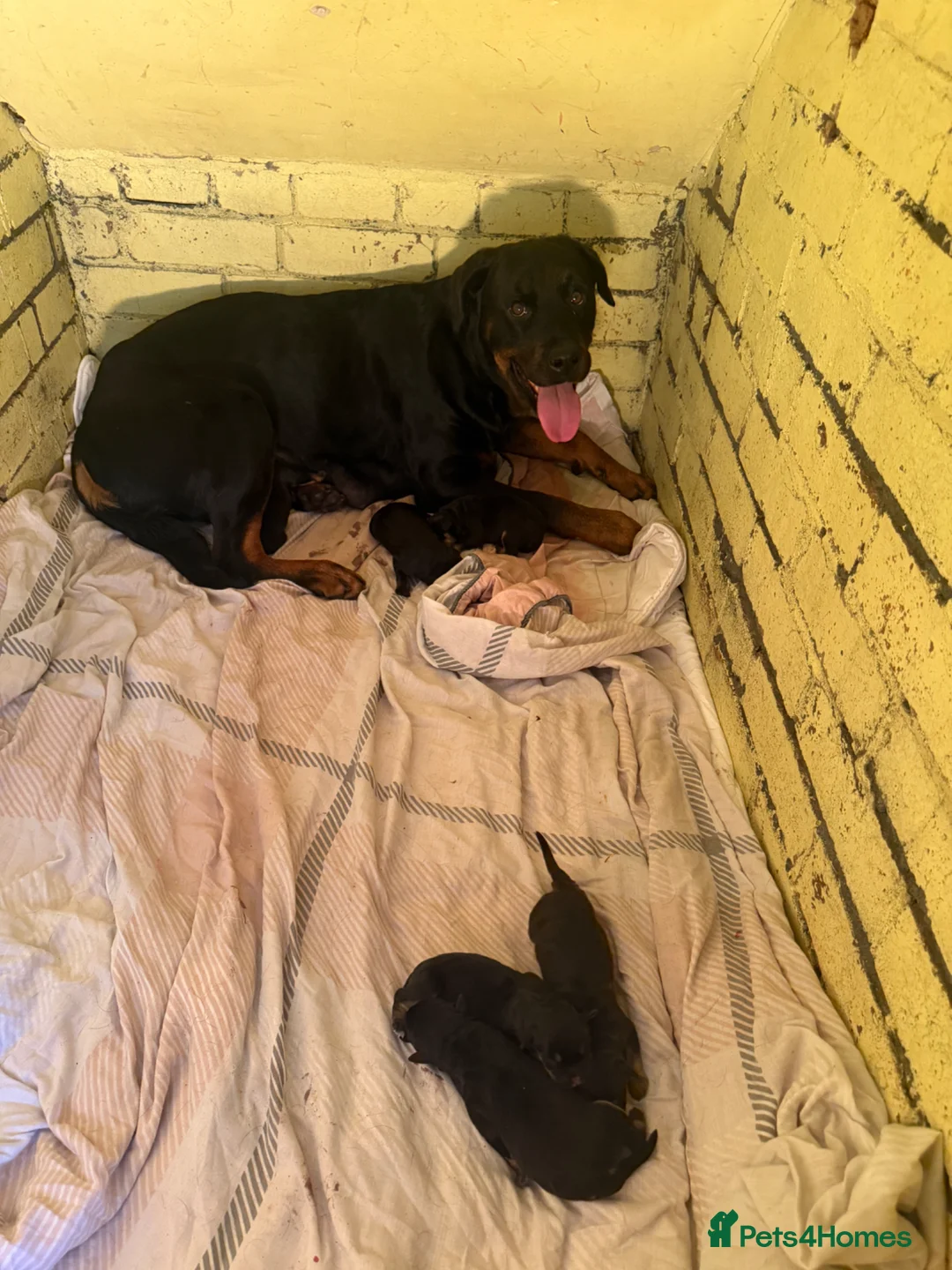 Rottweiler dogs for sale: Last 4 puppies  - Advert 5