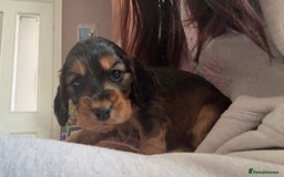 Cocker Spaniel dogs for sale: Show cockers KC DNA checked parents - Image 6