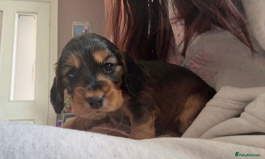 Cocker Spaniel dogs for sale: Show cockers KC DNA checked parents - Image 6