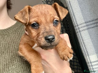 Mixed Breed dogs - Advert 1