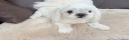 Maltese dogs for sale: Full Korean Male Maltese - Advert 17