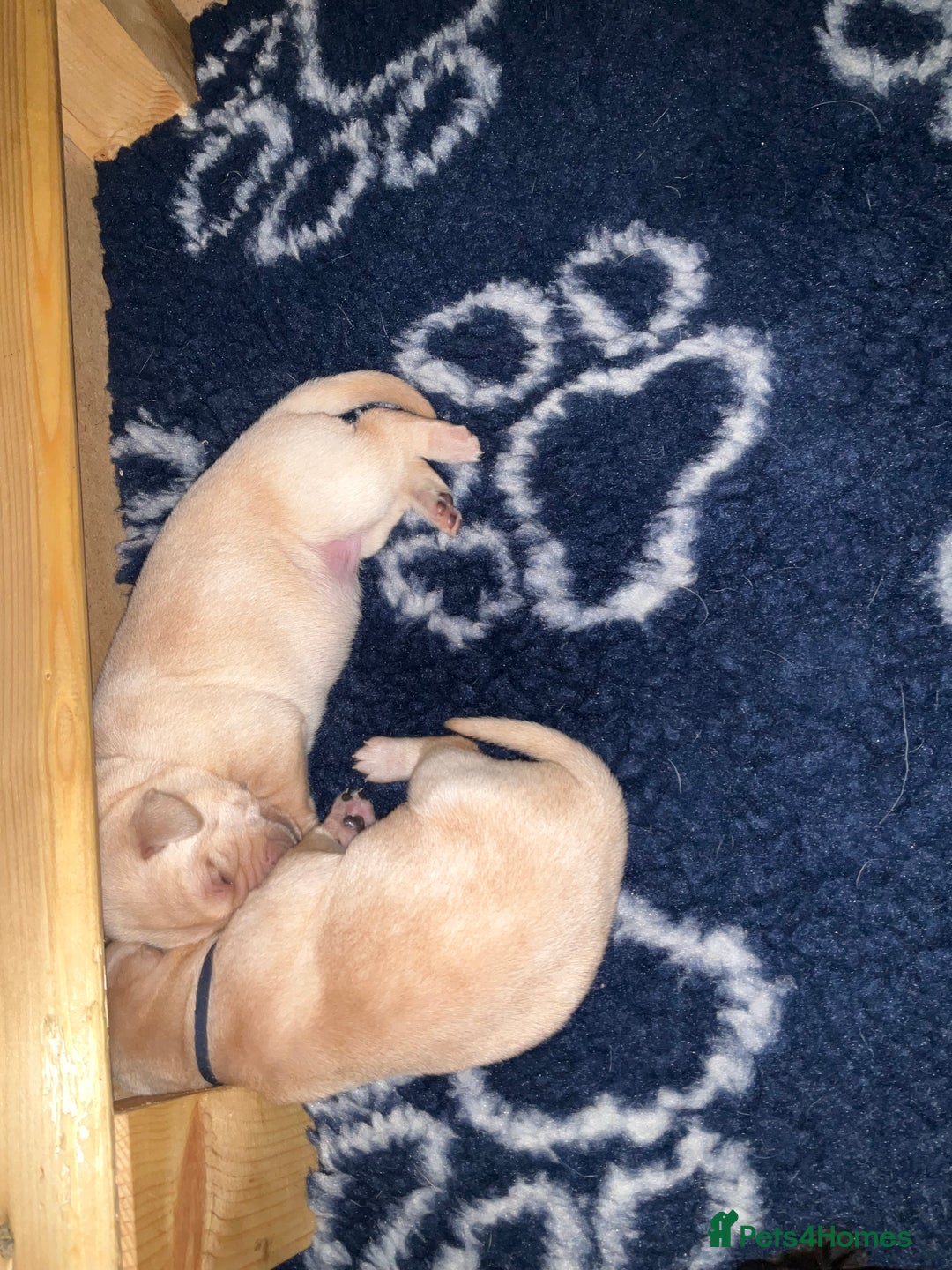 Labrador Retriever dogs for sale: KC Registered Labrador Retriever Puppies - Advert 5