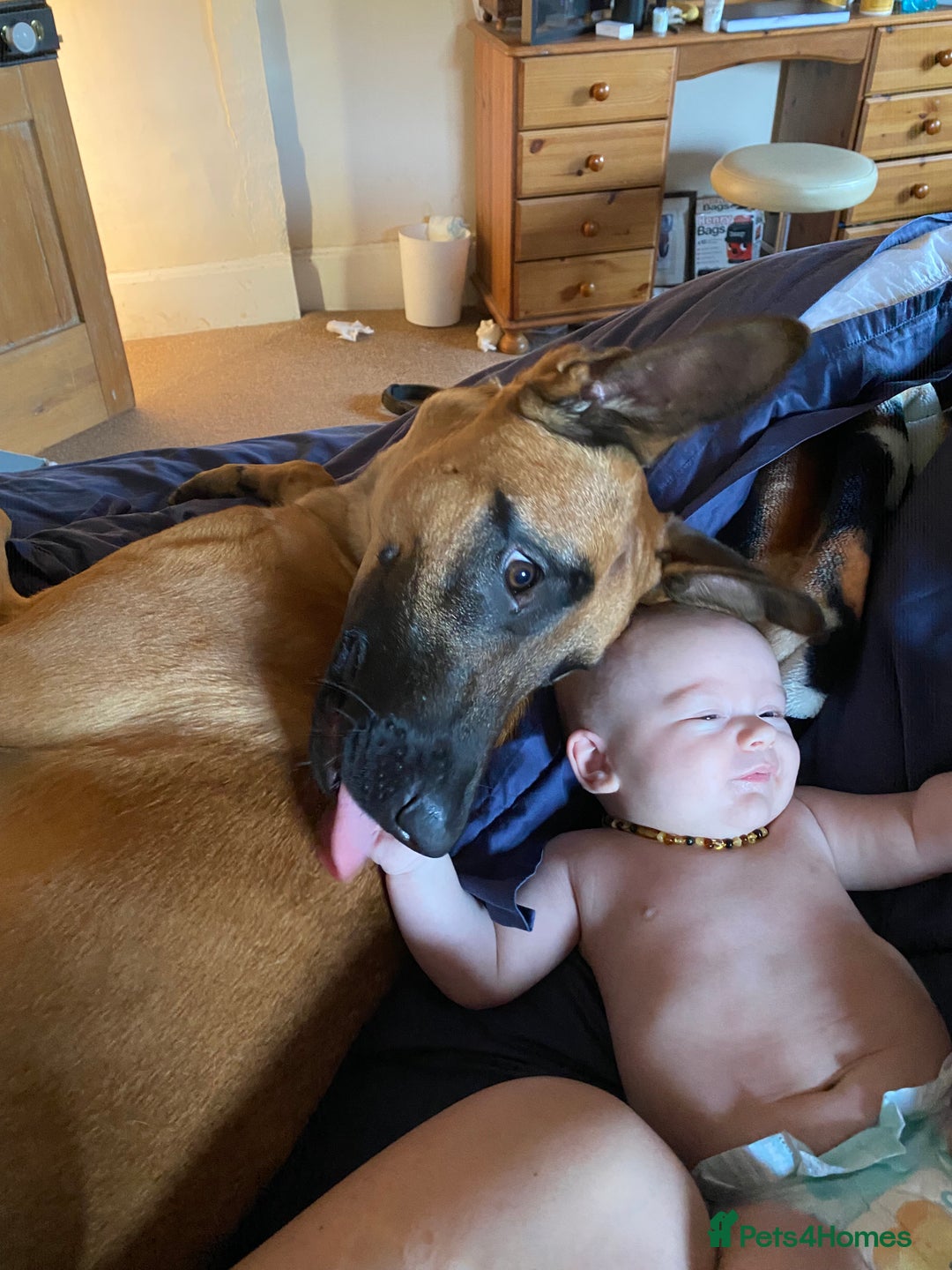 Belgian Shepherd Dog dogs for sale: Malinois Pups. Intentionally Bred as family dogs - Advert 22