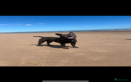French Bulldog dogs for sale: Buddy Boy - Image 1