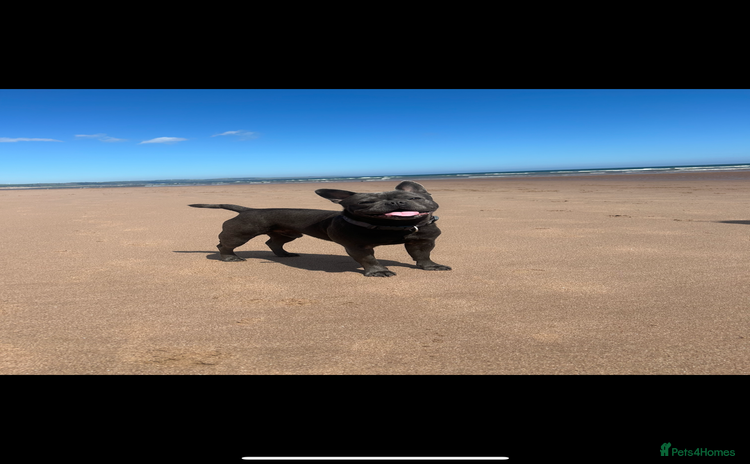 French Bulldog dogs - Advert 3
