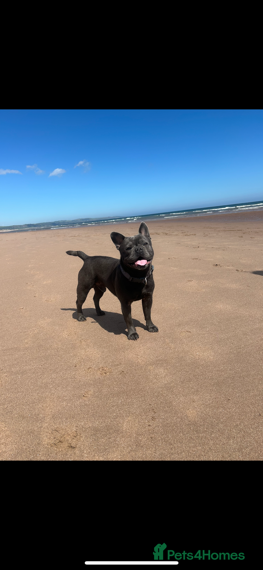 French Bulldog dogs for sale: Buddy Boy - Image 1