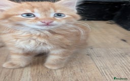 Mixed Breed cats for sale: Beautiful fluffy kittens dads part maincoon  - Image 6