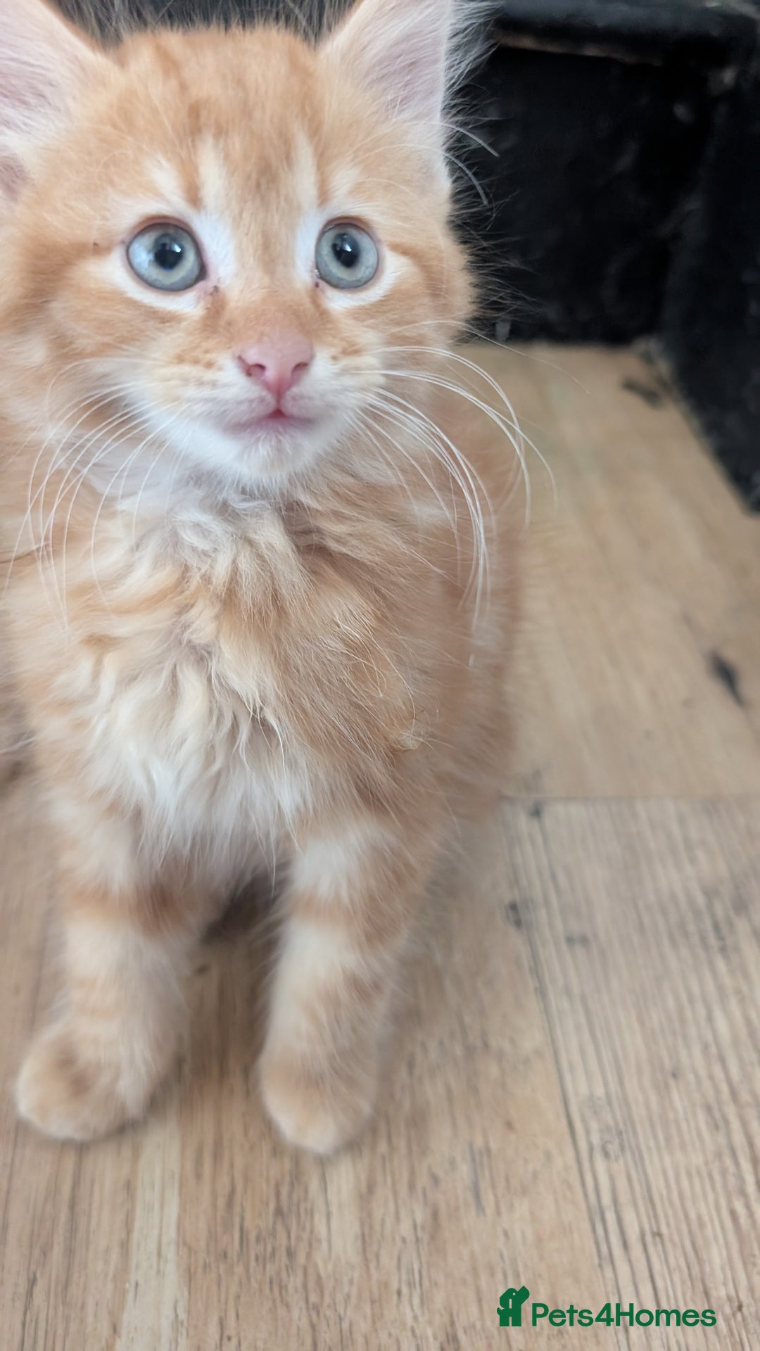 Mixed Breed cats for sale: Beautiful fluffy kittens dads part maincoon  - Image 6