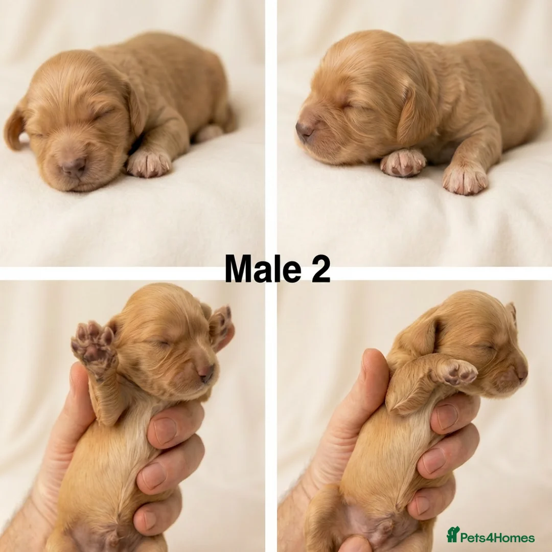 Cavapoo dogs for sale: F1 Cavapoos  - Advert 2