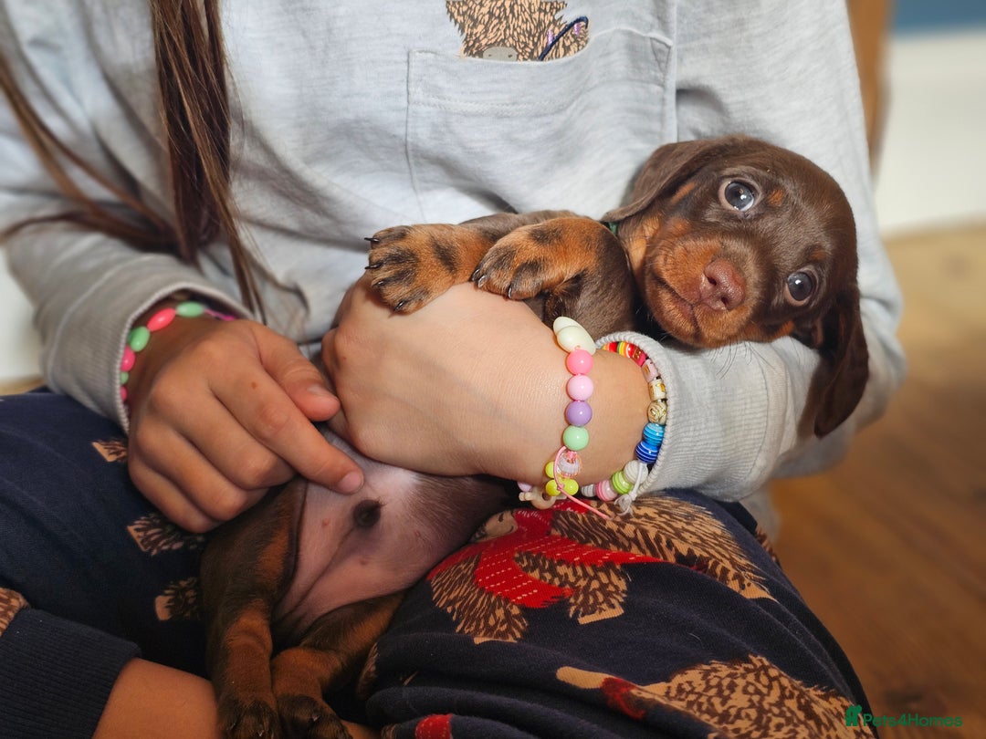 Miniature Dachshund dogs for sale: long and shorthaired chocolate. Both parents KCd - Image 4