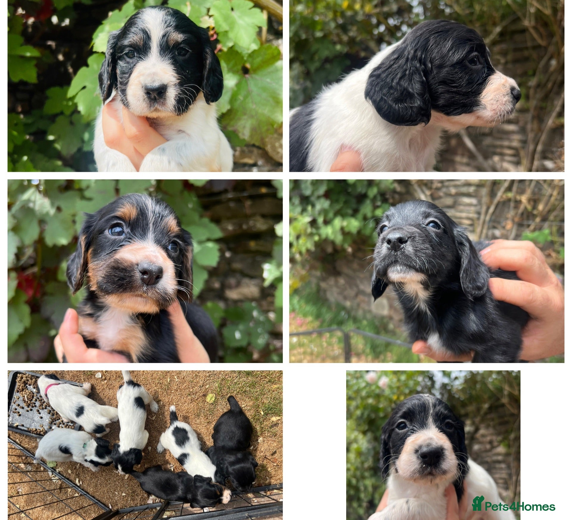 Cocker Spaniel dogs  Tri coloured working cocker spaniel puppies  - Advert 18
