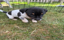 Jack Russell dogs for sale: Gorgeous Jack Russell Puppies - Image 12