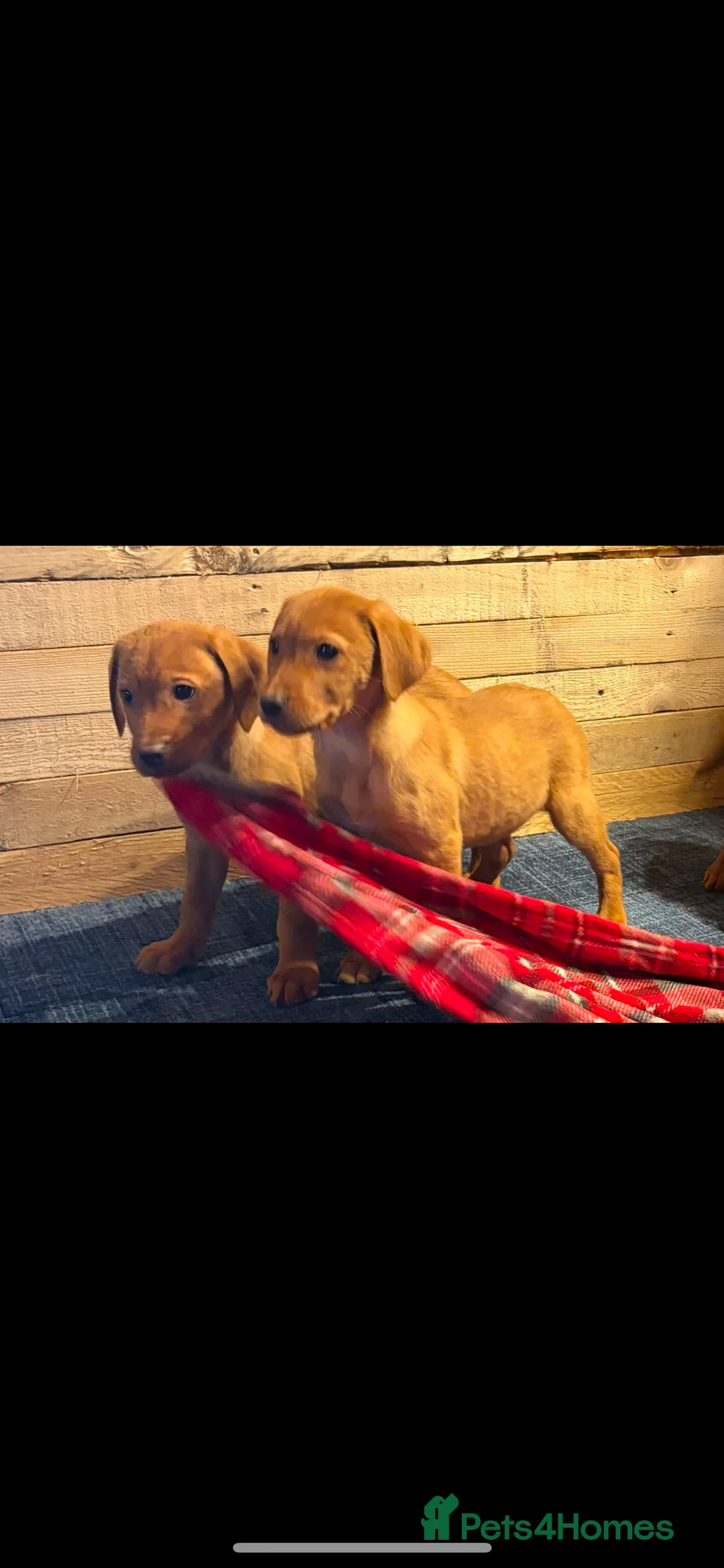 Labrador Retriever dogs for sale: Red Labrador puppies  - Advert 5
