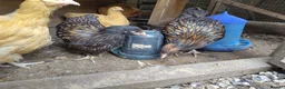 Chickens poultry for sale: Pair of young gold laced Orpingtons - Advert 5