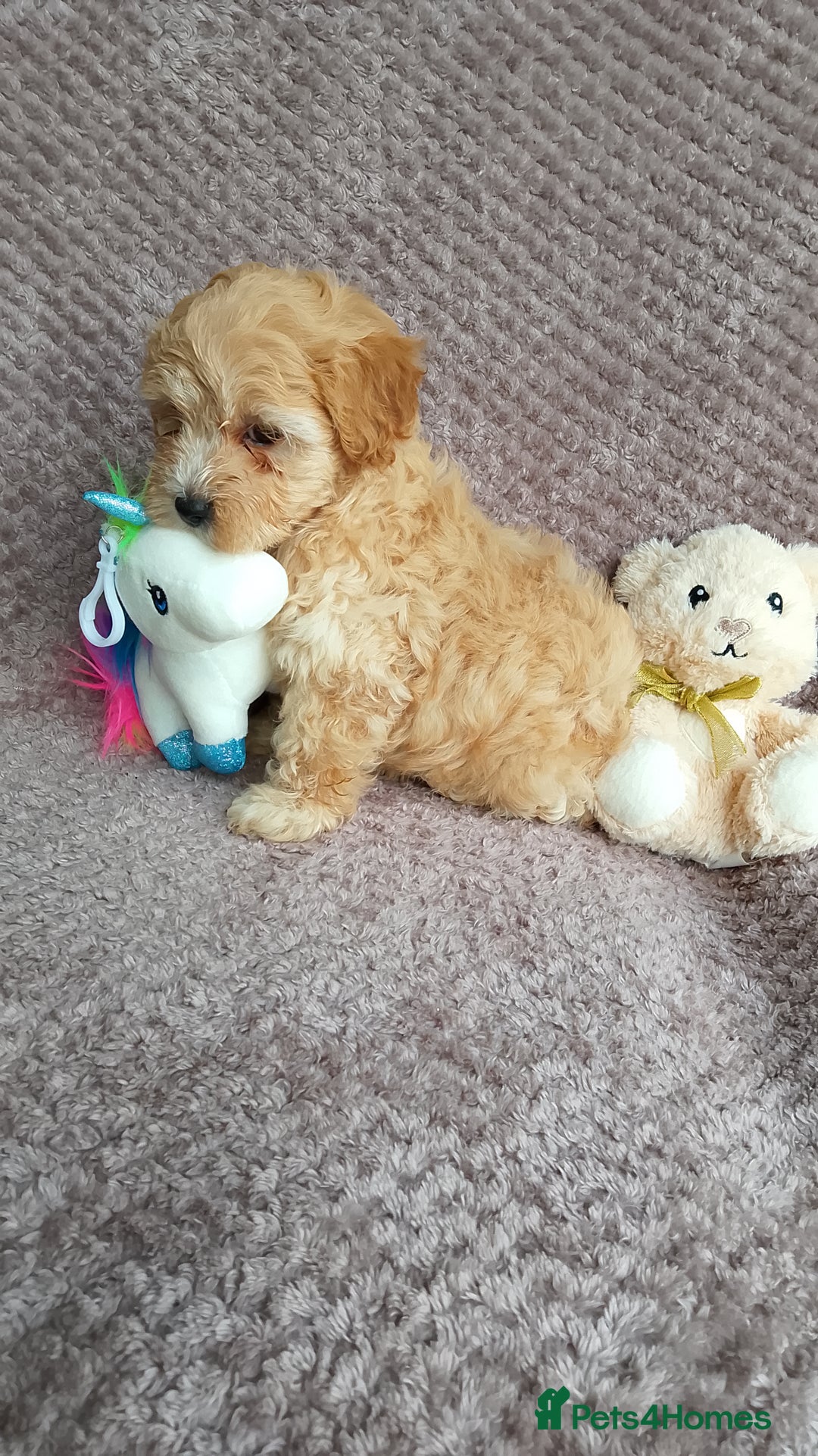 Maltipoo dogs for sale: F1 health tested toy (Asian) maltipoos🩷🩷 - Image 1