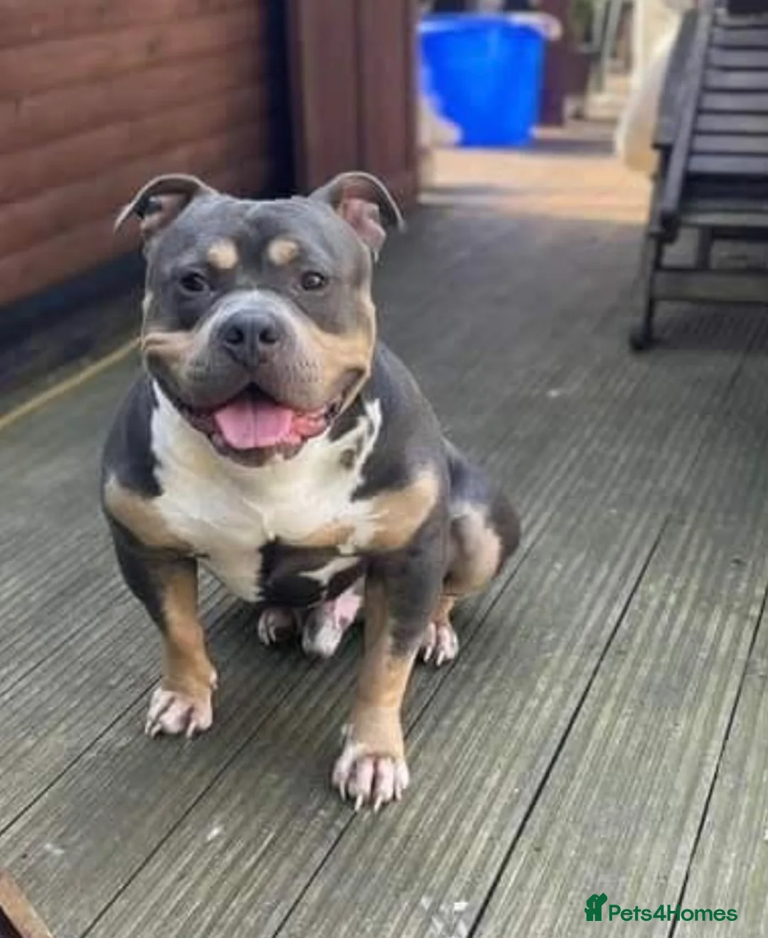 American Bully dogs for sale: Beautiful American bully  - Advert 1