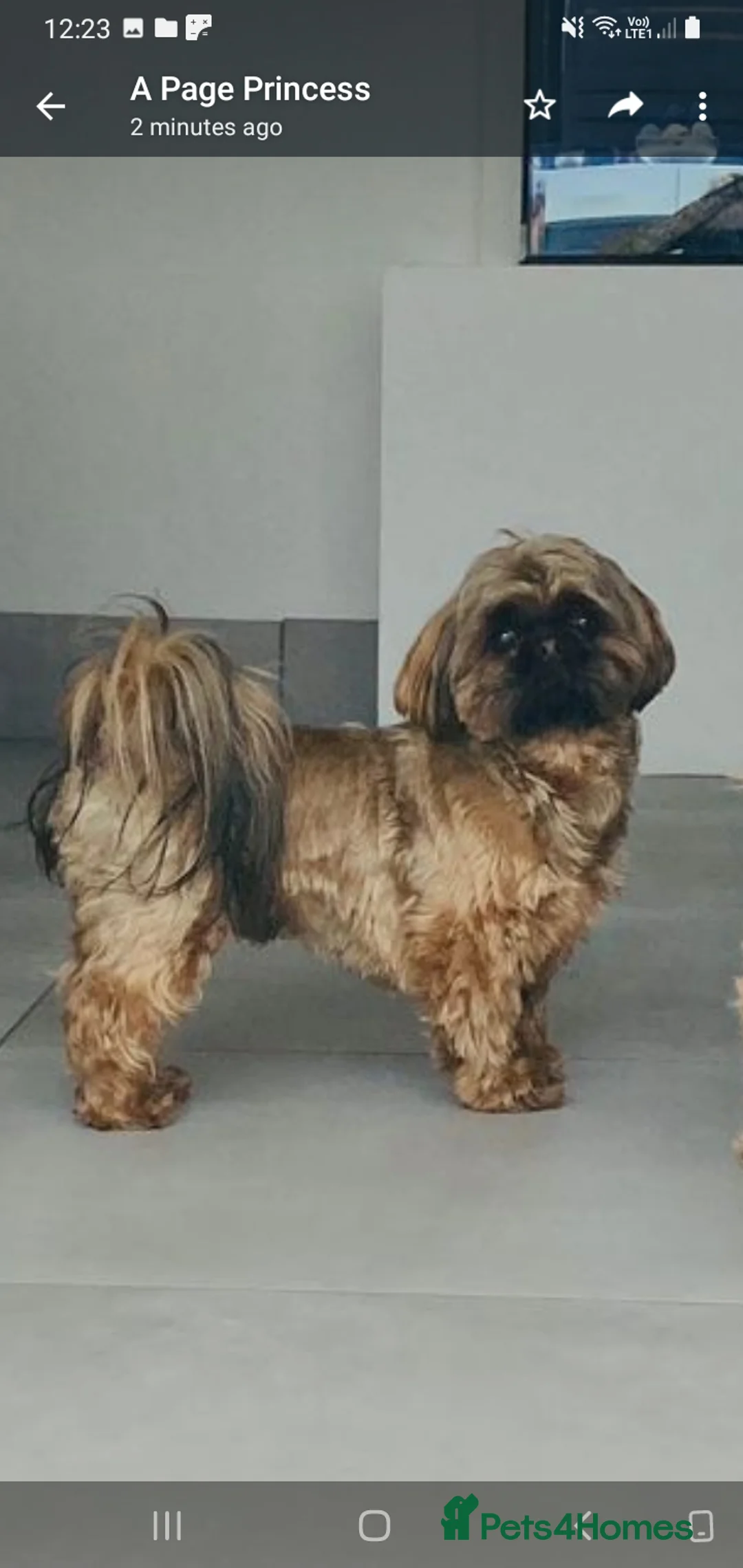 Shih Tzu dogs for stud: Stunning shihtzu stud in Wrexham - Advert 2