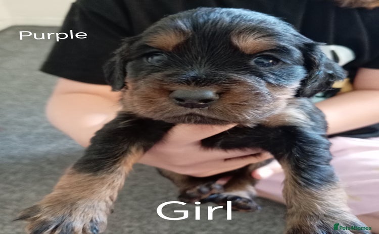 Cocker Spaniel dogs - Advert 4