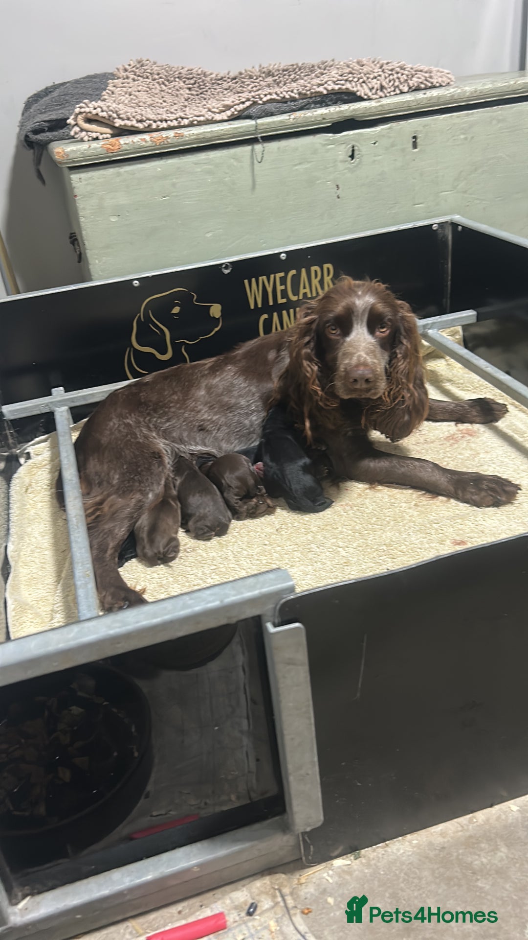 Cockapoo dogs for sale: Stunning F1 cockapoo pups - Image 2