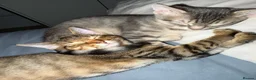 Mixed Breed cats for sale: 🐾 Gorgeous Furry Sphynx Cross Kittens 🐾 - Advert 7