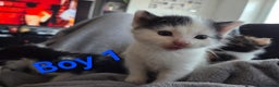 Mixed Breed cats for sale: 5 Fabulous kittens - Advert 6