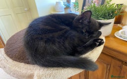 Mixed Breed cats for sale: 3 friendly black females ( 4 months )  - Image 4