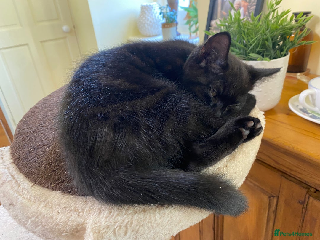 Mixed Breed cats for sale: 3 friendly black females ( 4 months )  - Image 4