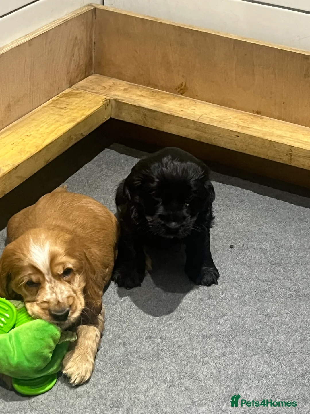 Cocker Spaniel dogs for sale: KC Show Cocker Spaniel  - Advert 7