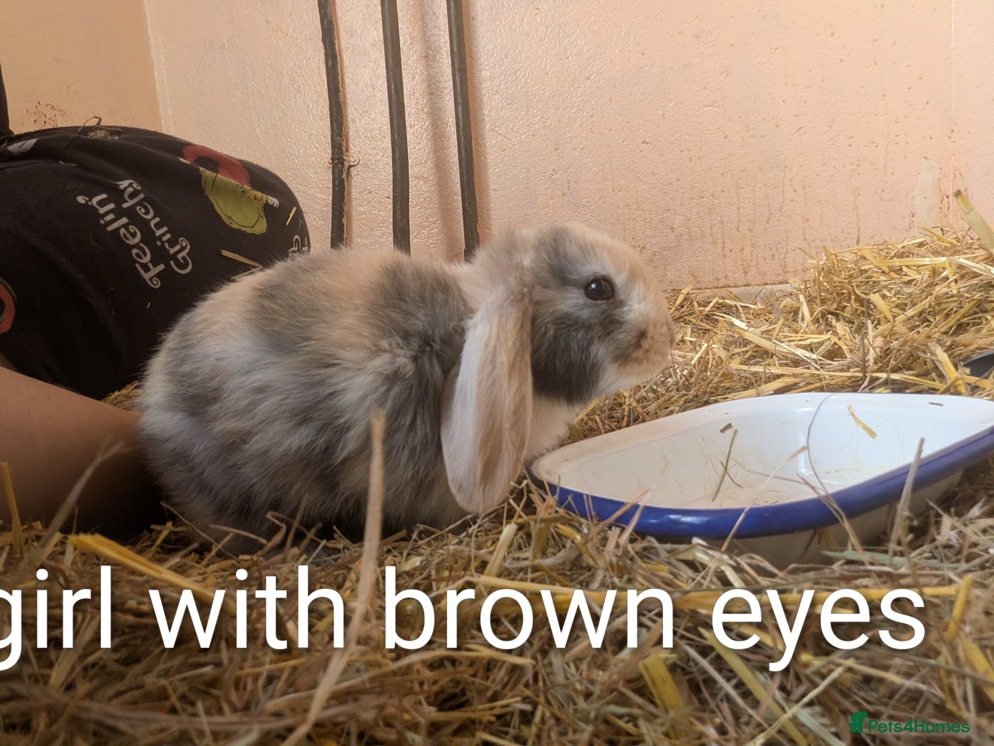 English Lop rabbits 4 lops ready to go  - Advert 11