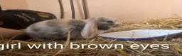 English Lop rabbits for sale: 5 lops ready to go  - Advert 5