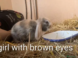 English Lop rabbits 4 lops ready to go - Advert 11
