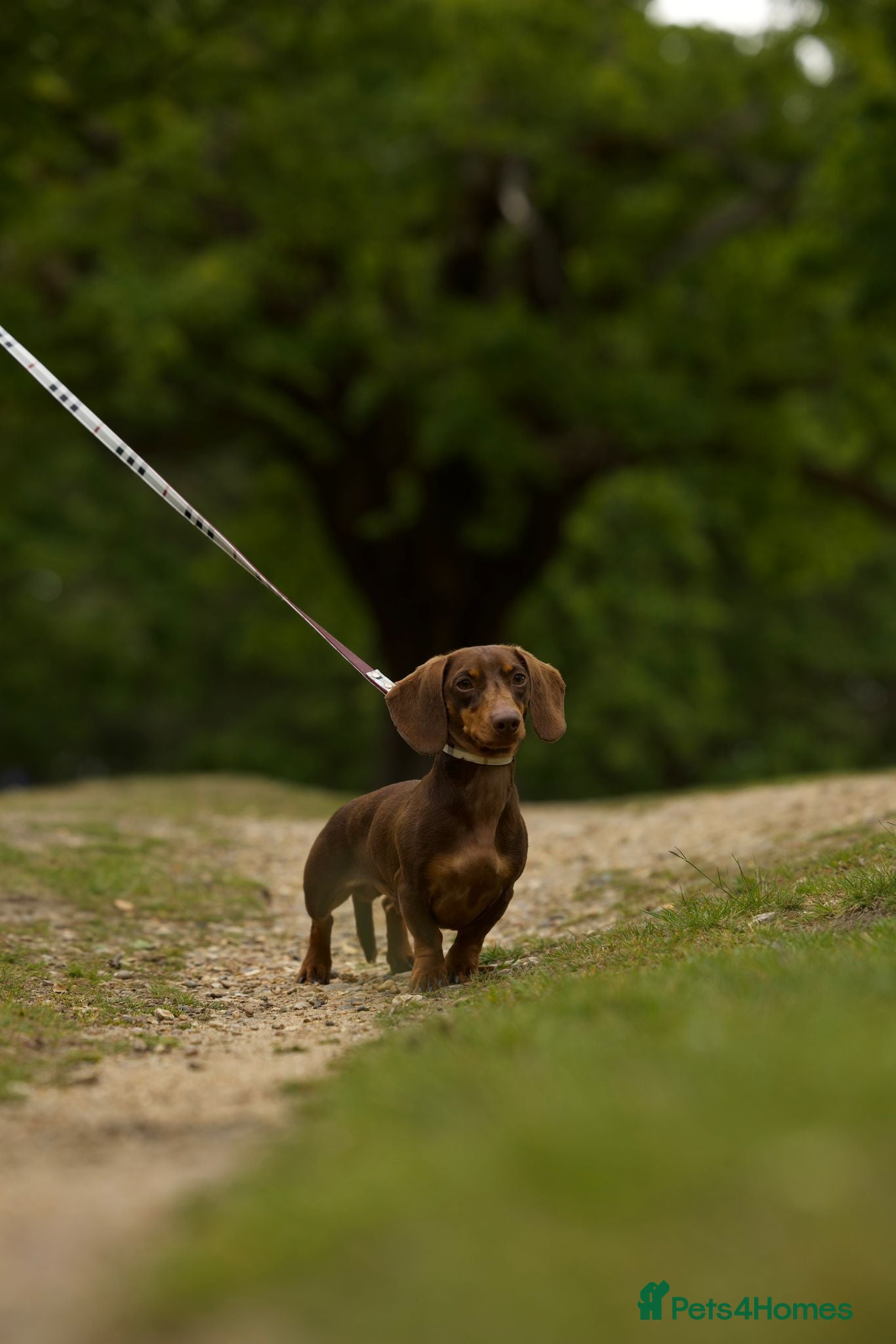 Miniature Dachshund dogs GORGEOUS KC Registered Miniature Dachshund Puppies - Advert 2