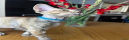 Devon Rex cats for sale: ❤️ OUR LAST GIRL FROM OUR SPRING LITTER  - Advert 29