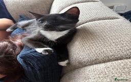 Mixed Breed cats for sale: Two kittens - Image 4