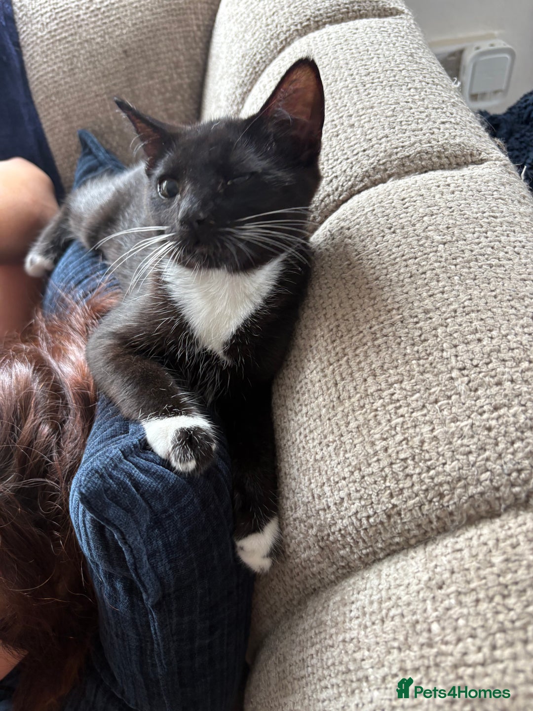 Mixed Breed cats for sale: Two kittens - Image 4