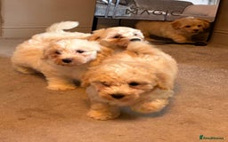 Poochon dogs for sale: *Stunning Poochon puppies* - Image 16
