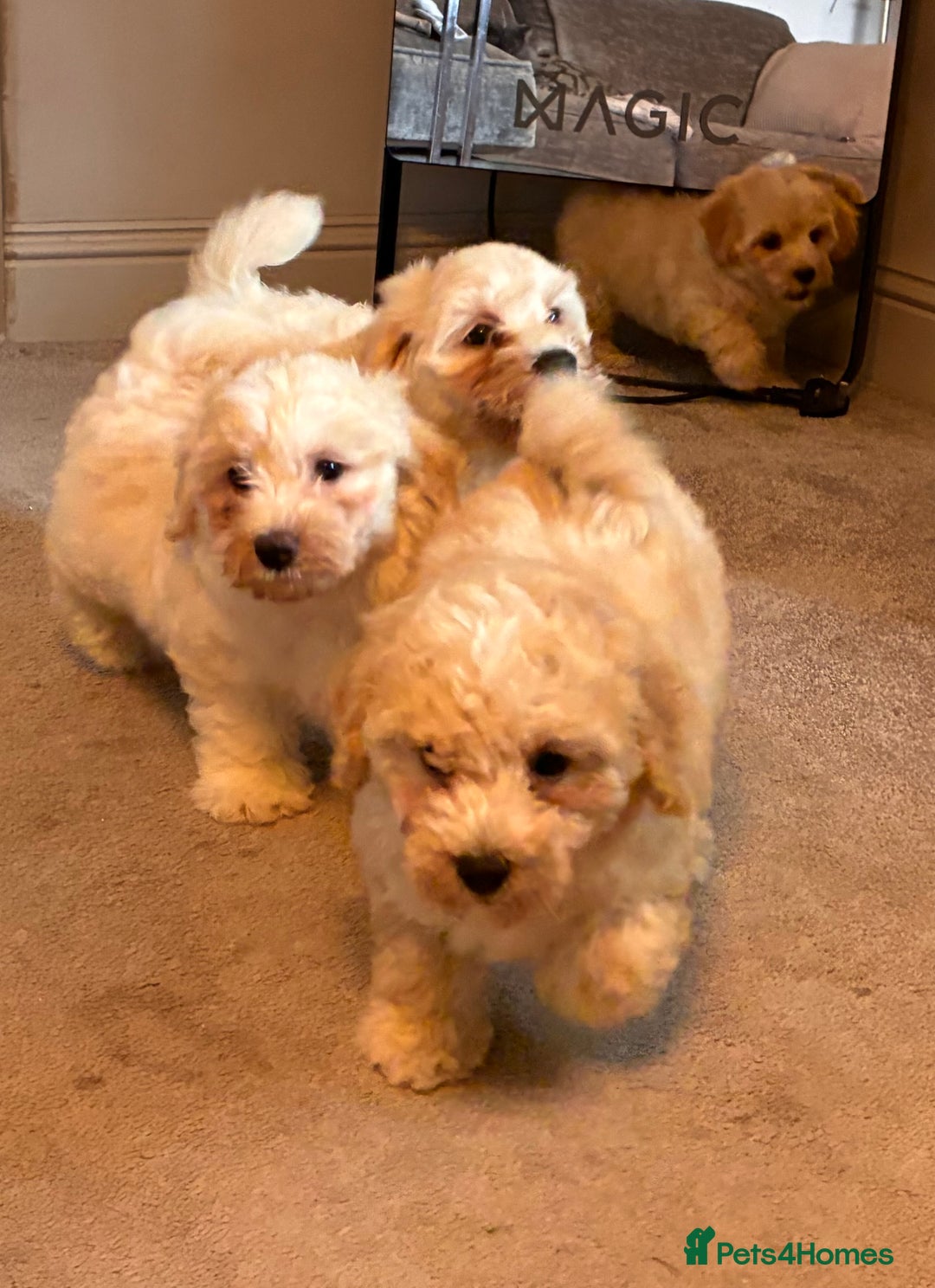 Poochon dogs for sale: *Stunning Poochon puppies* - Image 16