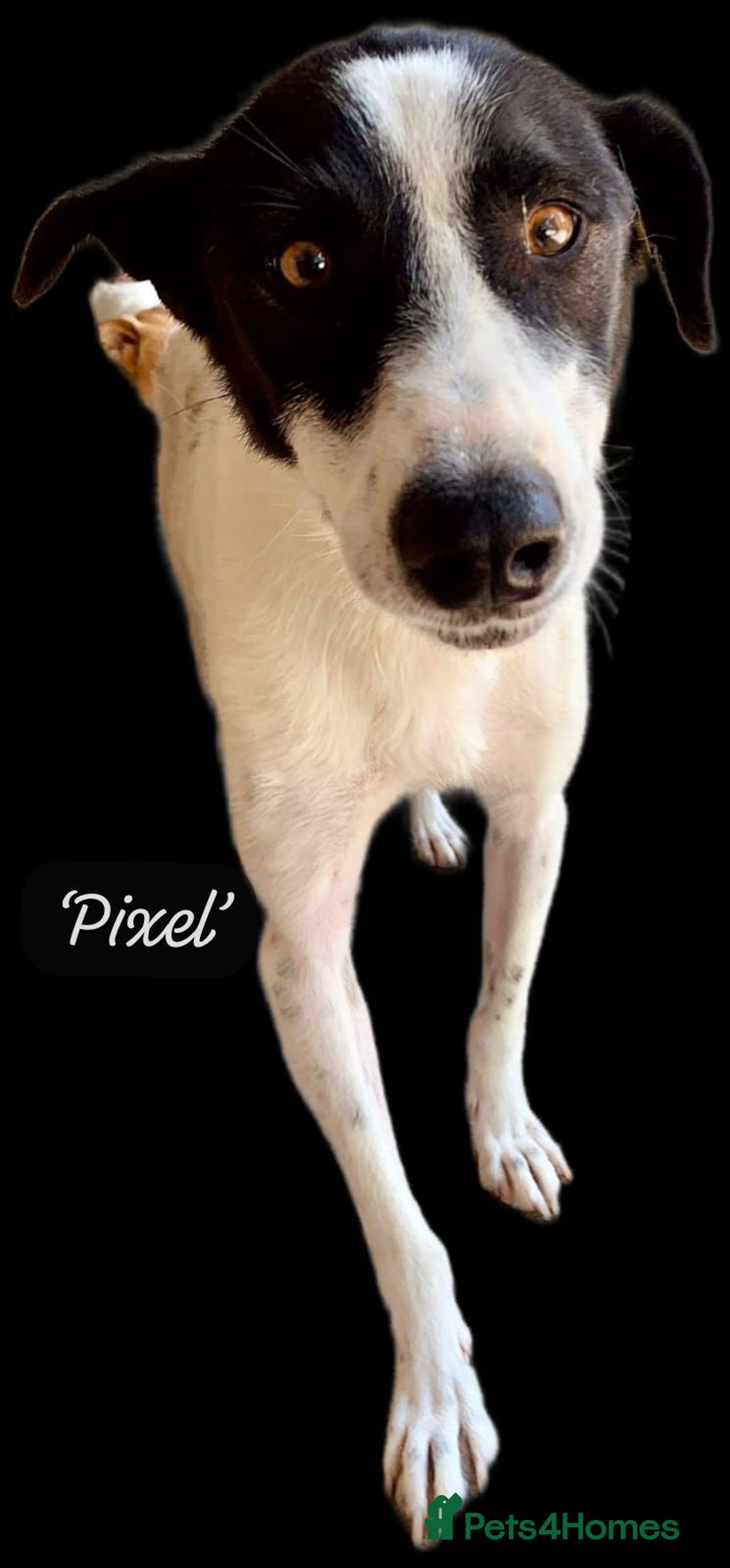 Mixed Breed dogs for adoption: Pixel, 3-4 yrs old. Available for adoption. - Image 25